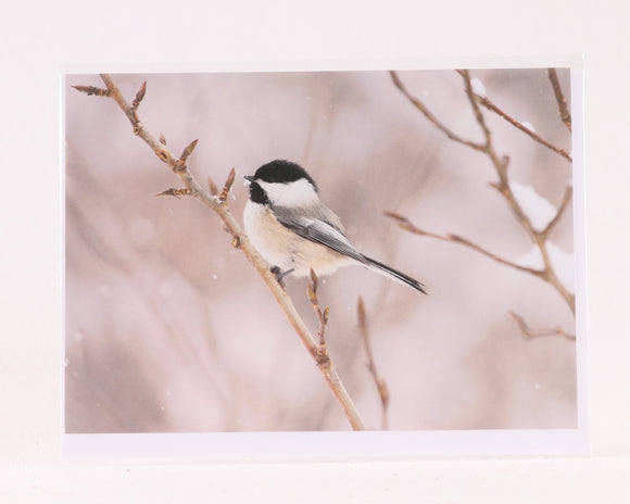 Black-Capped Chickadee Greeting Card