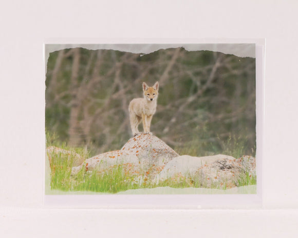 Coyote Pup - Greeting Card