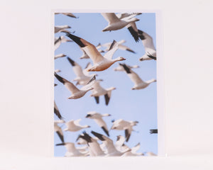 Snow Geese in Flight - Greeting Card