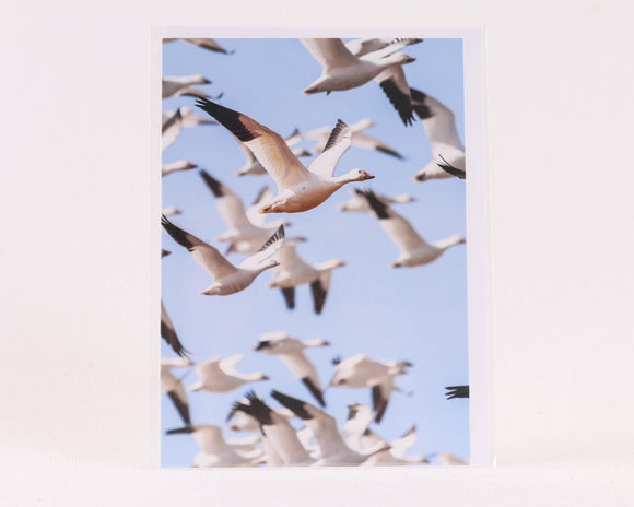 Snow Geese in Flight - Greeting Card