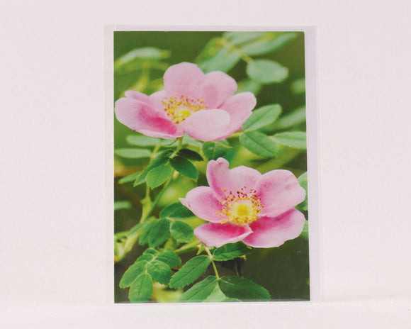 Wild Roses - Floral Emblem of Alberta - Greeting Card